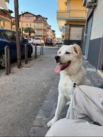 Meticcio di 9 mesi