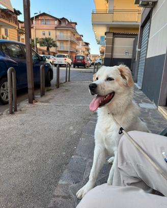 Meticcio di 9 mesi