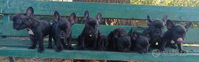 Cuccioli con pedigree Enci Bulldog francese