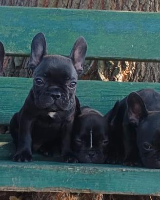 Cuccioli con pedigree Enci Bulldog francese
