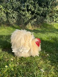 Gallo bianco riccio