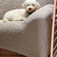 Lagotto romagnolo