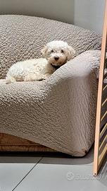 Lagotto romagnolo