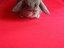 Immagine 5