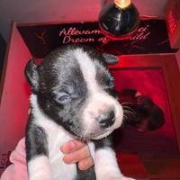 Staffordshire bull terrier