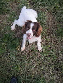 Springer Spaniel