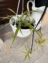 Pianta verde