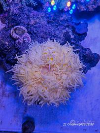 anemone heretactus 