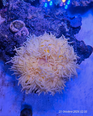 anemone heretactus 