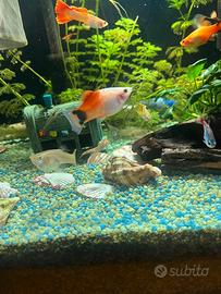 Avannotti di guppy e molly