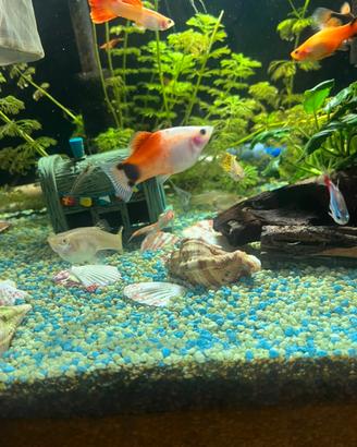 Avannotti di guppy e molly
