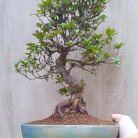 Bonsai azalea giapponese 41 cm fioritura rosa