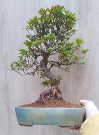 Bonsai azalea giapponese 41 cm fioritura rosa