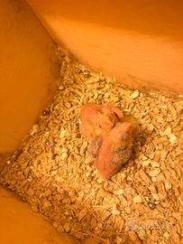 Pulli di Calopsite per allevamento a mano