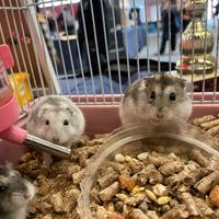 Criceto russo vari colori