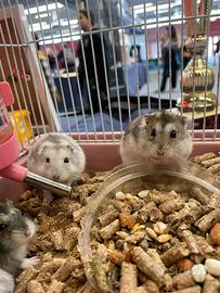 Criceto russo vari colori