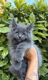 Cuccioli Maine coon