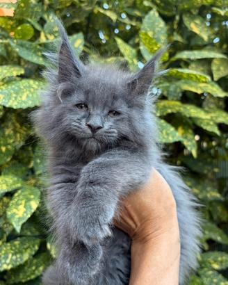 Cuccioli Maine coon