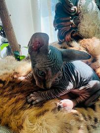 Sphynx gatti nudi