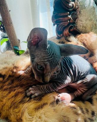 Sphynx gatti nudi