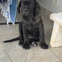 Cuccioli cani corso