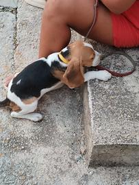 Cucciolo Beagle originale