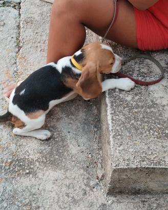 Cucciolo Beagle originale