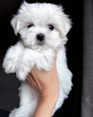 Cuccioli maltese