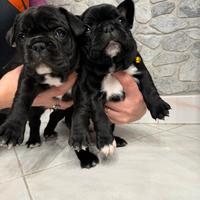 Cuccioli bulldog francese