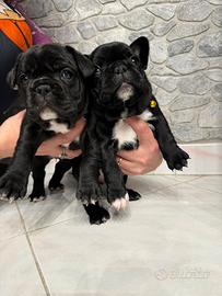 Cuccioli bulldog francese