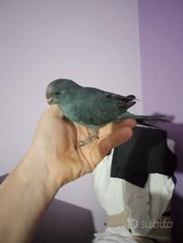 Pappagalli vari da imbecco