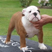 Bulldog inglese