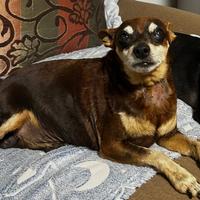 Adorabile Pincher nano, dolce e coccolone