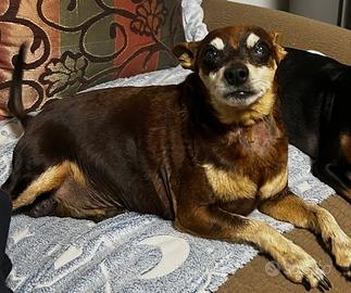 Adorabile Pincher nano, dolce e coccolone