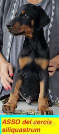 Dobermann cucciolo