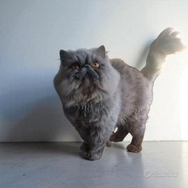 Gatto persiano