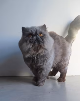 Gatto persiano