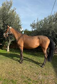 Cavalla da salto