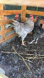 Galline amrok