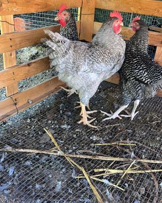 Galline amrok