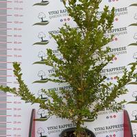 Buxus pianta siepe