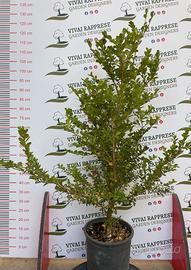 Buxus pianta siepe