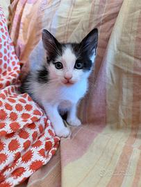 Gattina dolce di 2 mesi