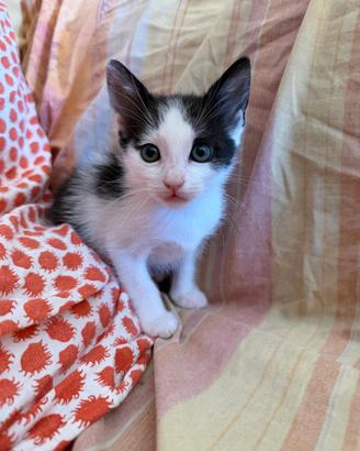 Gattina dolce di 2 mesi