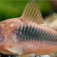 Corydoras aeneus