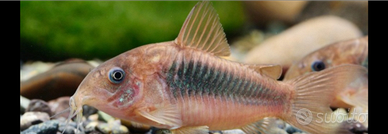 Corydoras aeneus