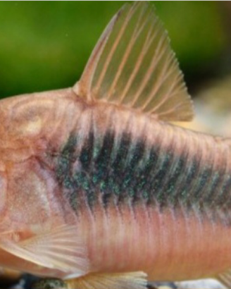Corydoras aeneus