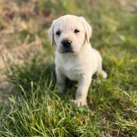 Cuccioli Labrador Retriever