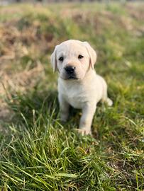 Cuccioli Labrador Retriever