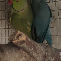 Coppia parrocchetti dal collare